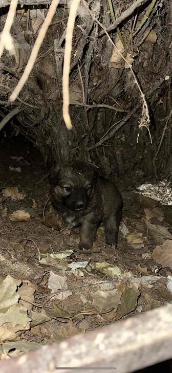 Нашел щенка маленький, на улице - не могу содержать отдам добрые руки