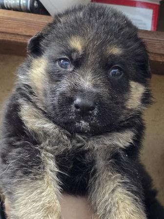 Щенки немецкой овчарки