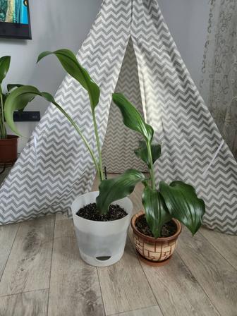 Амазонская лилия