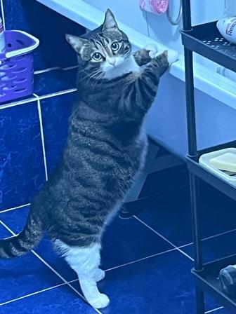 Потерялся кот