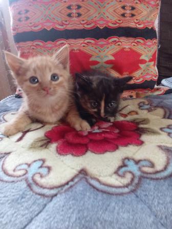 Отдам котят