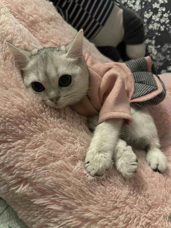 Продажа котенка