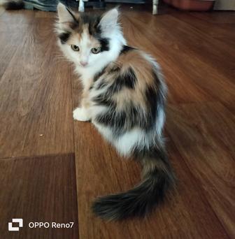 Котенок -девочка ищет дом