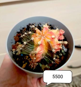 Продам комнатные растения.