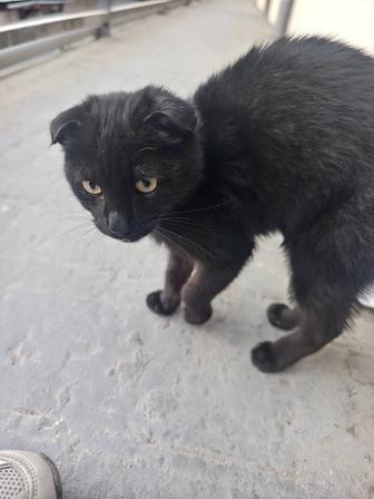 Отдам кота
