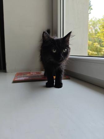 Котята, девочка (черная), мальчик (рыжий) 2,5 месяца в хорошие руки
