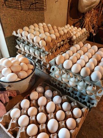 Инкубационное яйцо несушки белой!