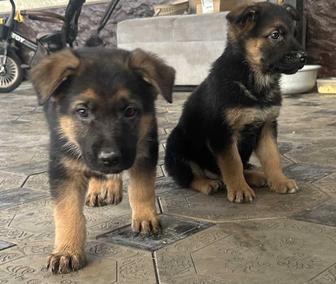 Щенки немецкой овчарки