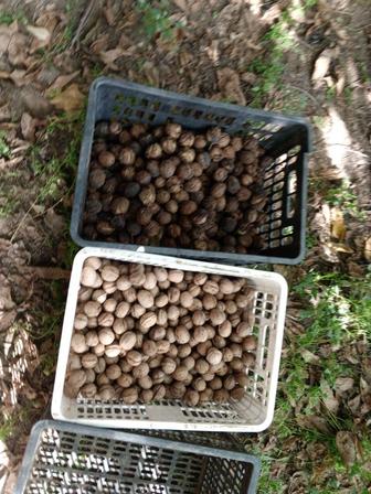 Продаются орехи грецкие