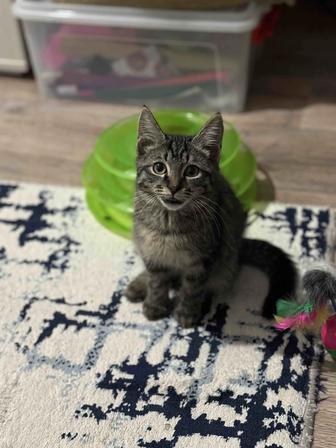 Котенок ищет дом