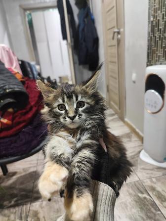 Котята мейнкун