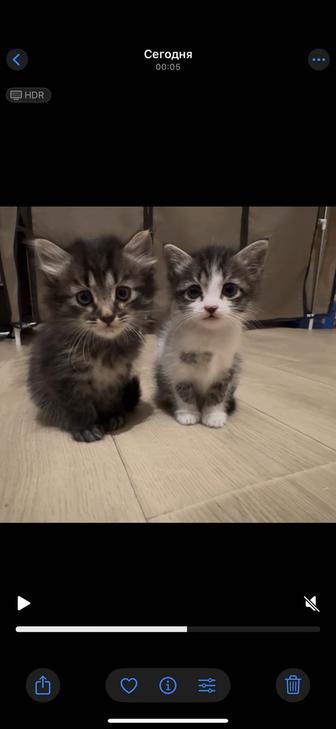 Котята в хорошие руки