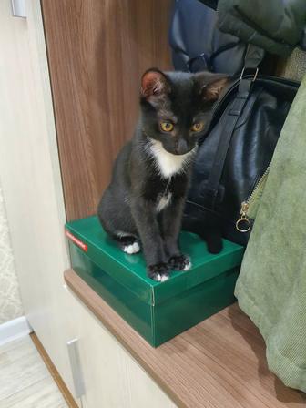 Отдам малыша в добрые руки