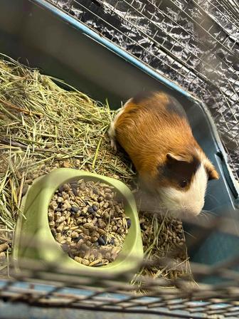 Мальчик морской свин