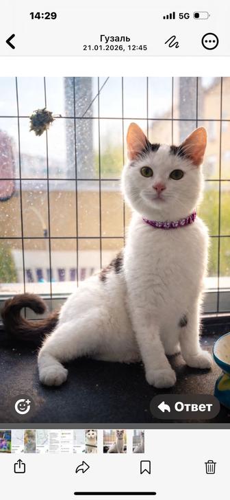 Котенок в добрые руки