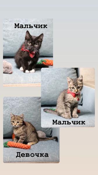 Отдам котят