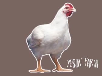 Бройлерные яйца инкубационные РОСС 308 быстрый набор веса