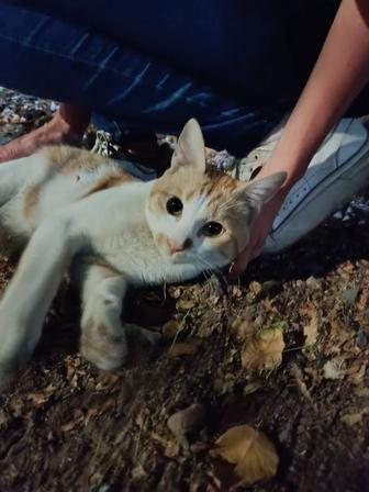 В самые ответственные руки кот