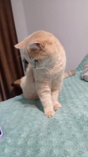 Отдадим даром кошку