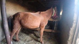 Животное Продаеться