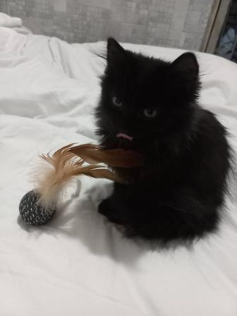 Котенок котята даром мальчик и девочка подарок игрушка