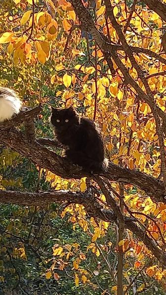 Котенок девочка в подарок игрушка