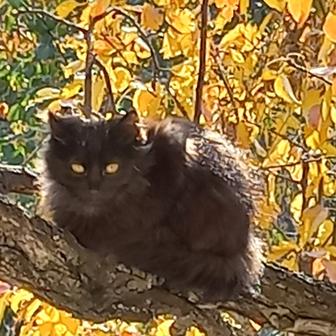 Котенок девочка в подарок игрушка