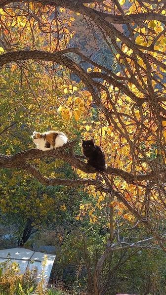 Котенок плюс игрушка