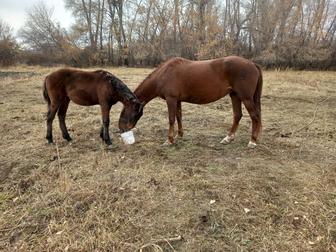 Продам кобылу жеребую с жеребенком