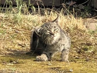 Котята в добрую семью