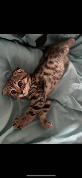 Бенгальские котята