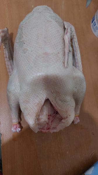 Продаю гусей.