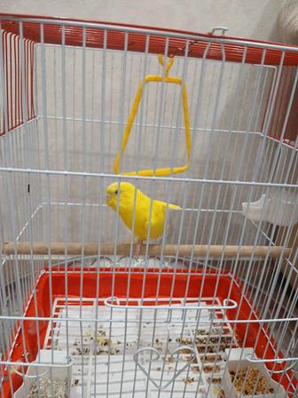 Продам попугай с клеткой