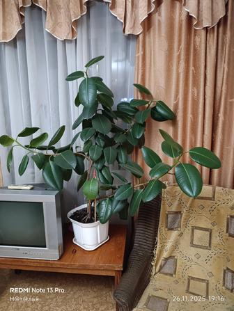 Продам комнатные растения