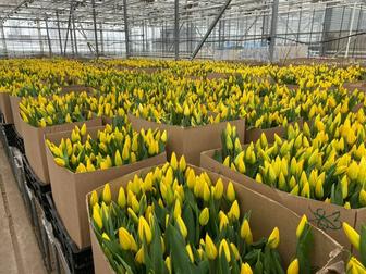 Тюльпаны оптом