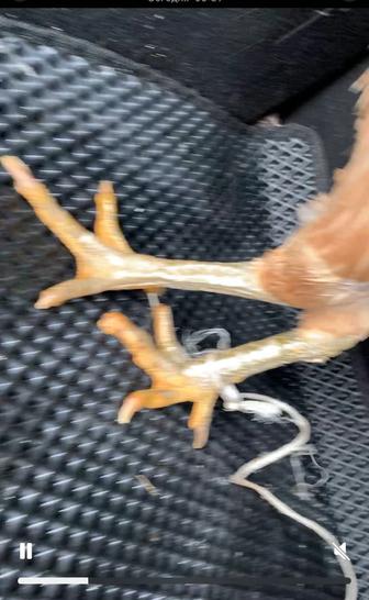 Продам бойцового петуха и курицу