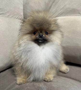 Шпиц симпатяга