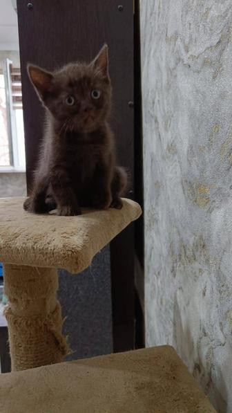 Продам котят