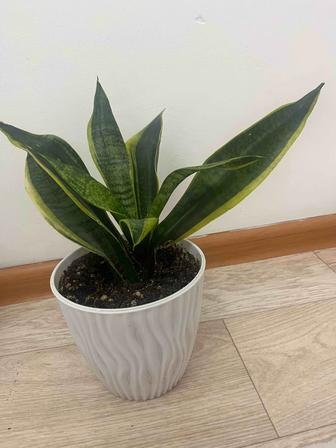 Продаю сансевиерию и толстянку