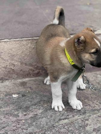 Собака Алабай