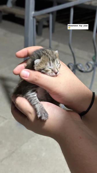 Котята продам