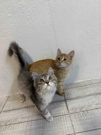 Отдам котят