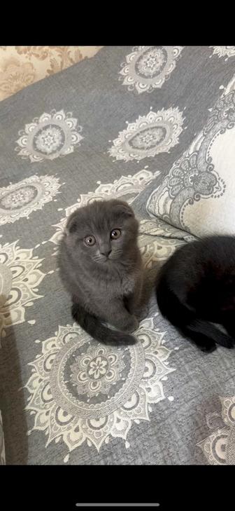 Продам котят