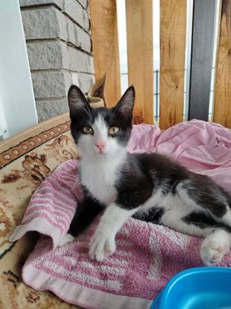 Отдадам котенка в хорошие руки