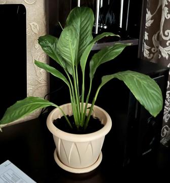 Спатифиллум/Женское счастье