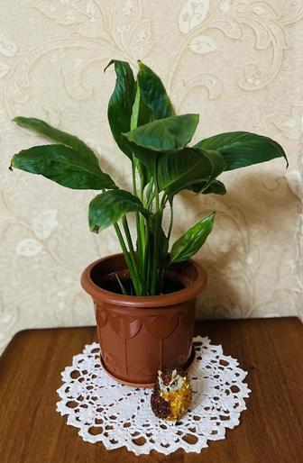 Спатифиллум/Женское счастье