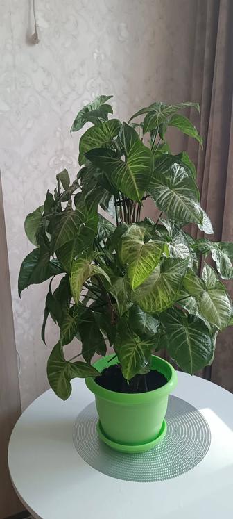 Цветы комнатные