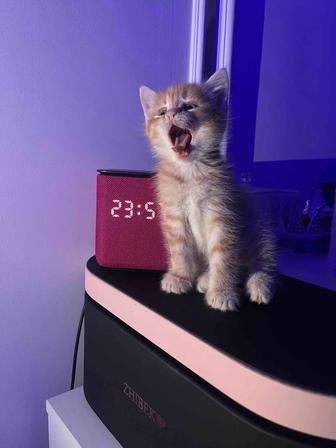 Отдаем котенка в добрые руки