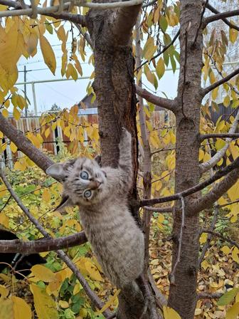 Бесплатно отдам кошка