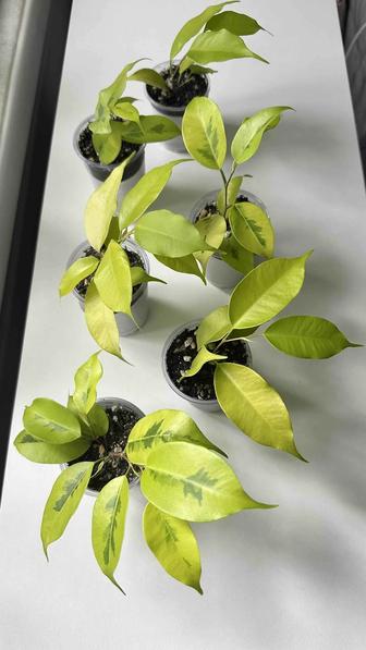 Продам черенки хитовых фикусов бенджамина Yelloy Gold и Yelloy Gold Var